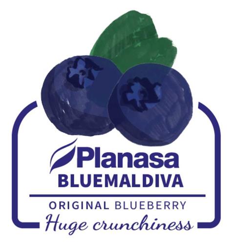 PLANASA BLUEMALDIVA ORIGINAL BLUEBERRY HUGE CRUNCHINESS trademark