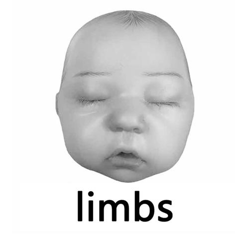 limbs trademark